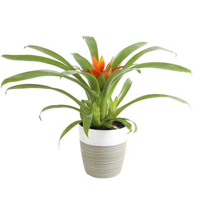 Costa Farms Flowering Bromeliad Indoor Plant Color-Grower's Choice, Gift, 12-Inches Tall