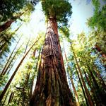 Henry Cowell Redwoods State Park