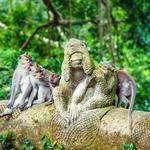 Sacred Monkey Forest Sanctuary