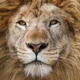 Big Cat Habitat