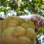 Sacred Monkey Forest Sanctuary