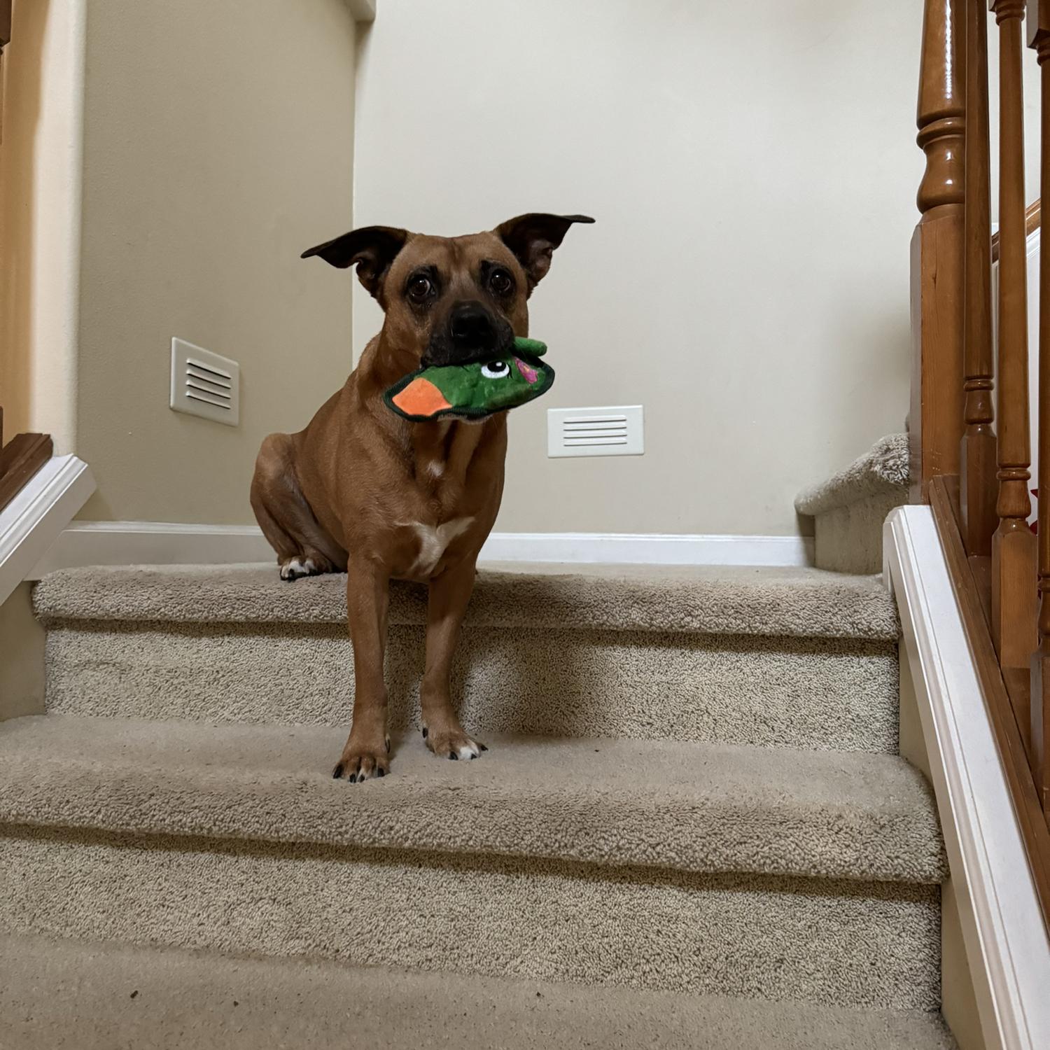 Had to add a picture of Putney! She might be a little too rowdy for the wedding, but she’ll be there in spirit.