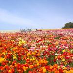 The Flower Fields