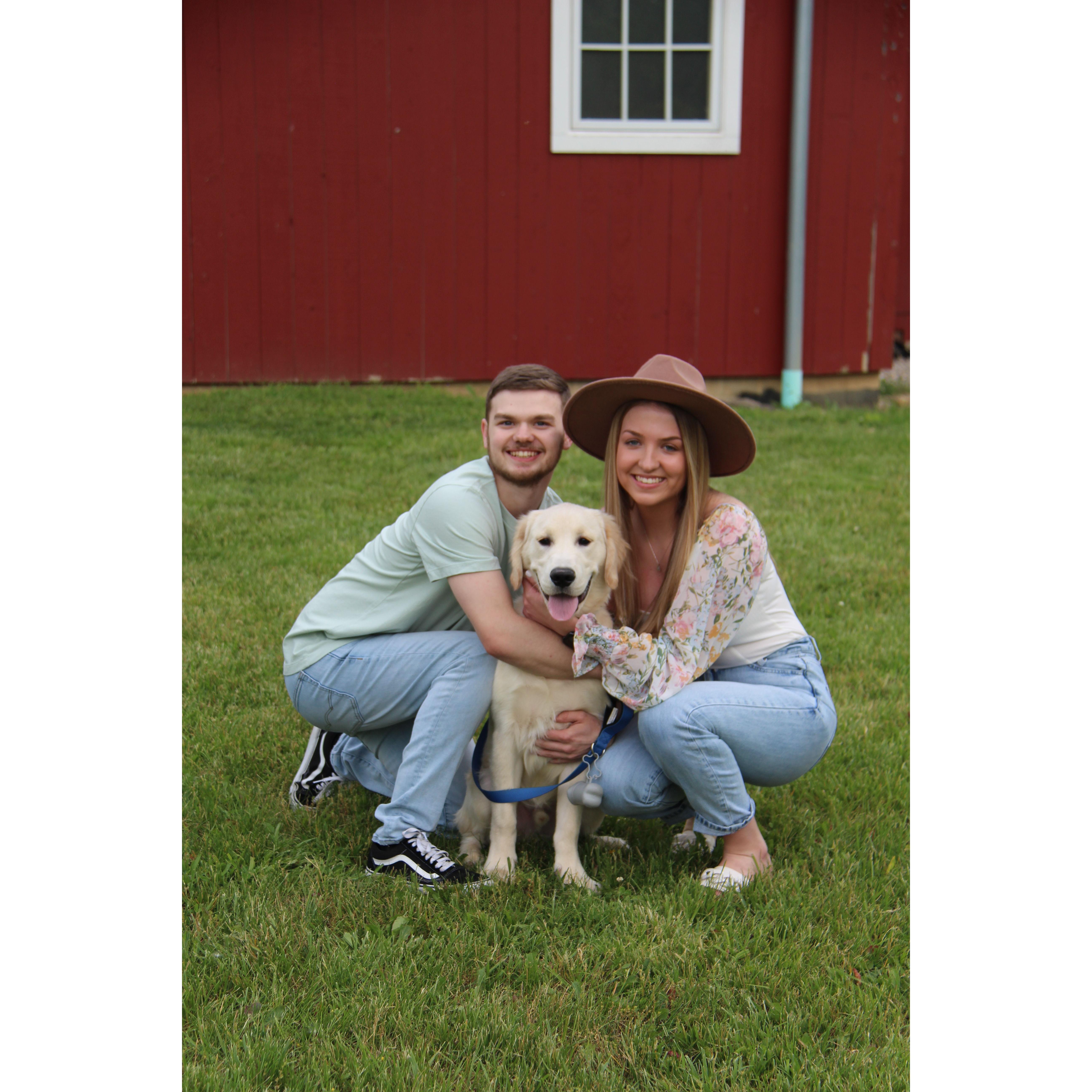 Our Golden Retriever, Thor