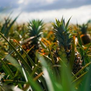 Maui Pineapple Farm Tour for 2