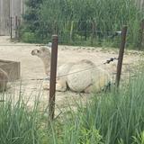 Columbus Zoo and Aquarium
