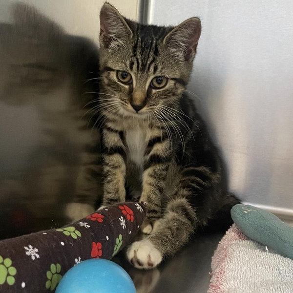 Cat Shelter Donation