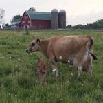 Highfield Farm Creamery