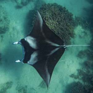 Eco Snorkeling in Bora Bora
