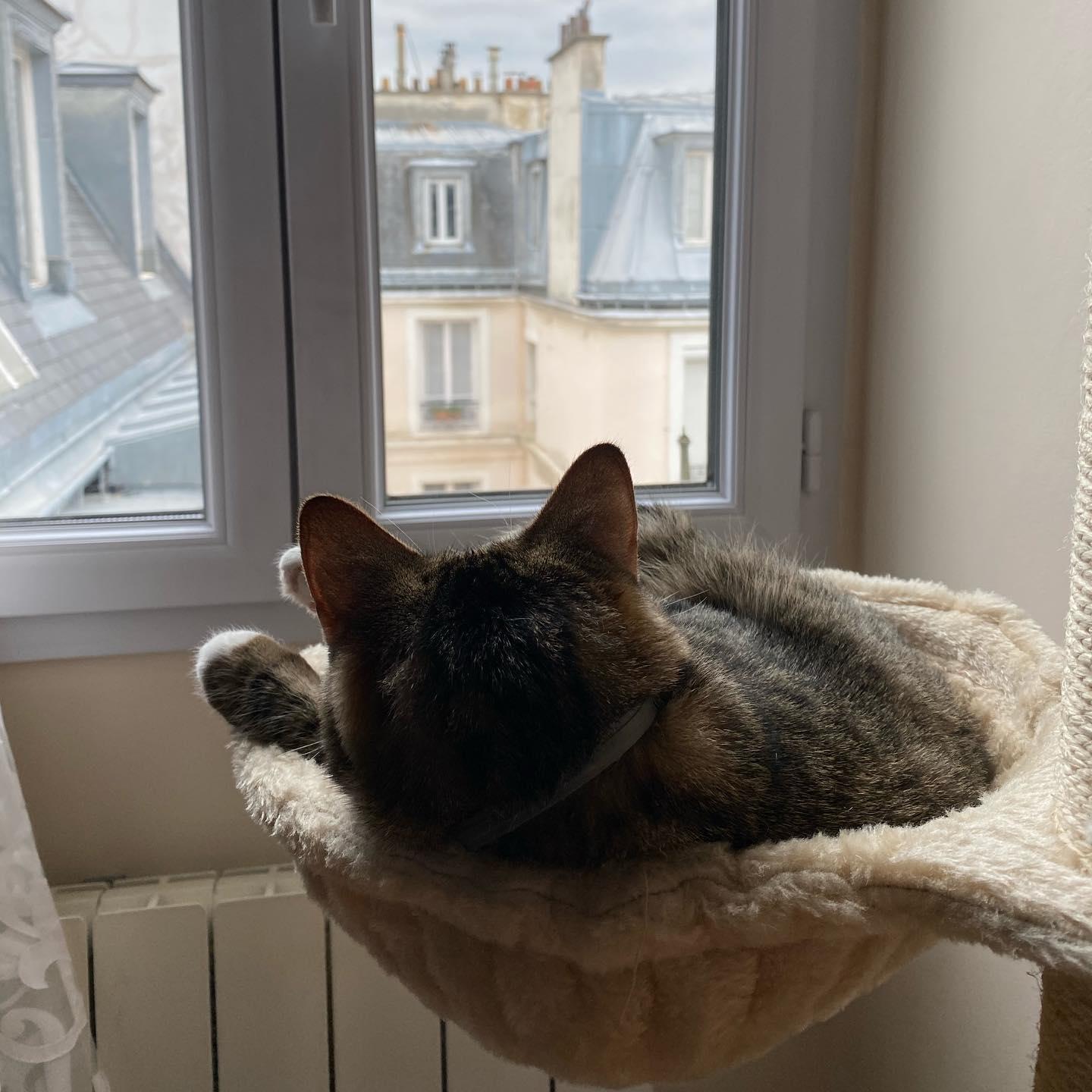 Thomas taking a break from being an aristo-cat. and enjoying the Parisian view.