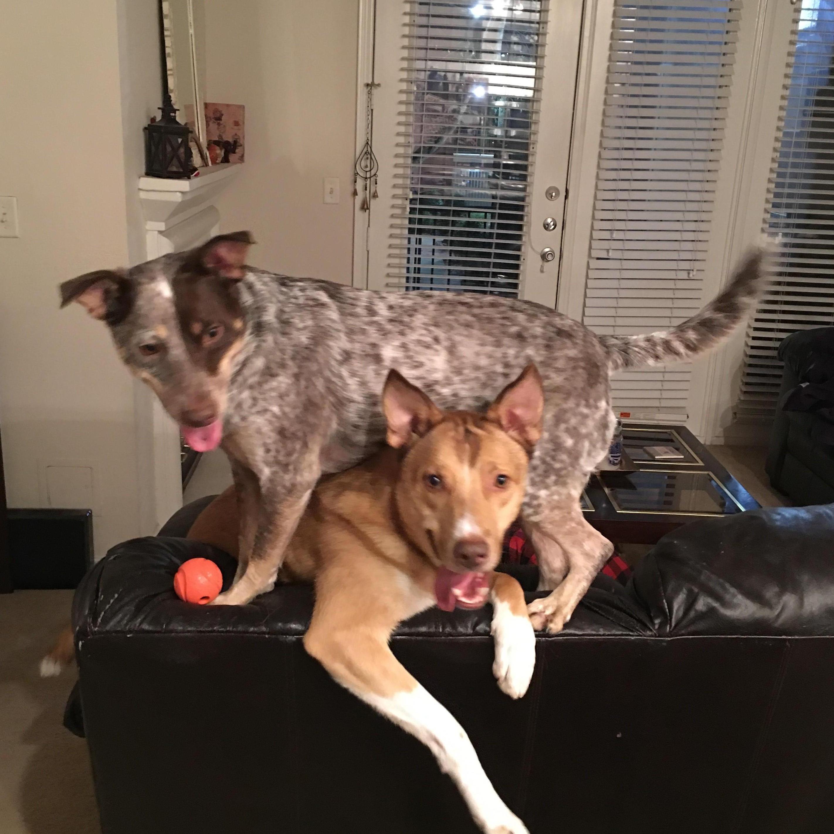 Our crazy fur babies!