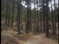 Prescott National Forest- thumb butte trail