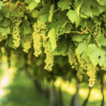 Enjoy Santa Barbara's famous wines