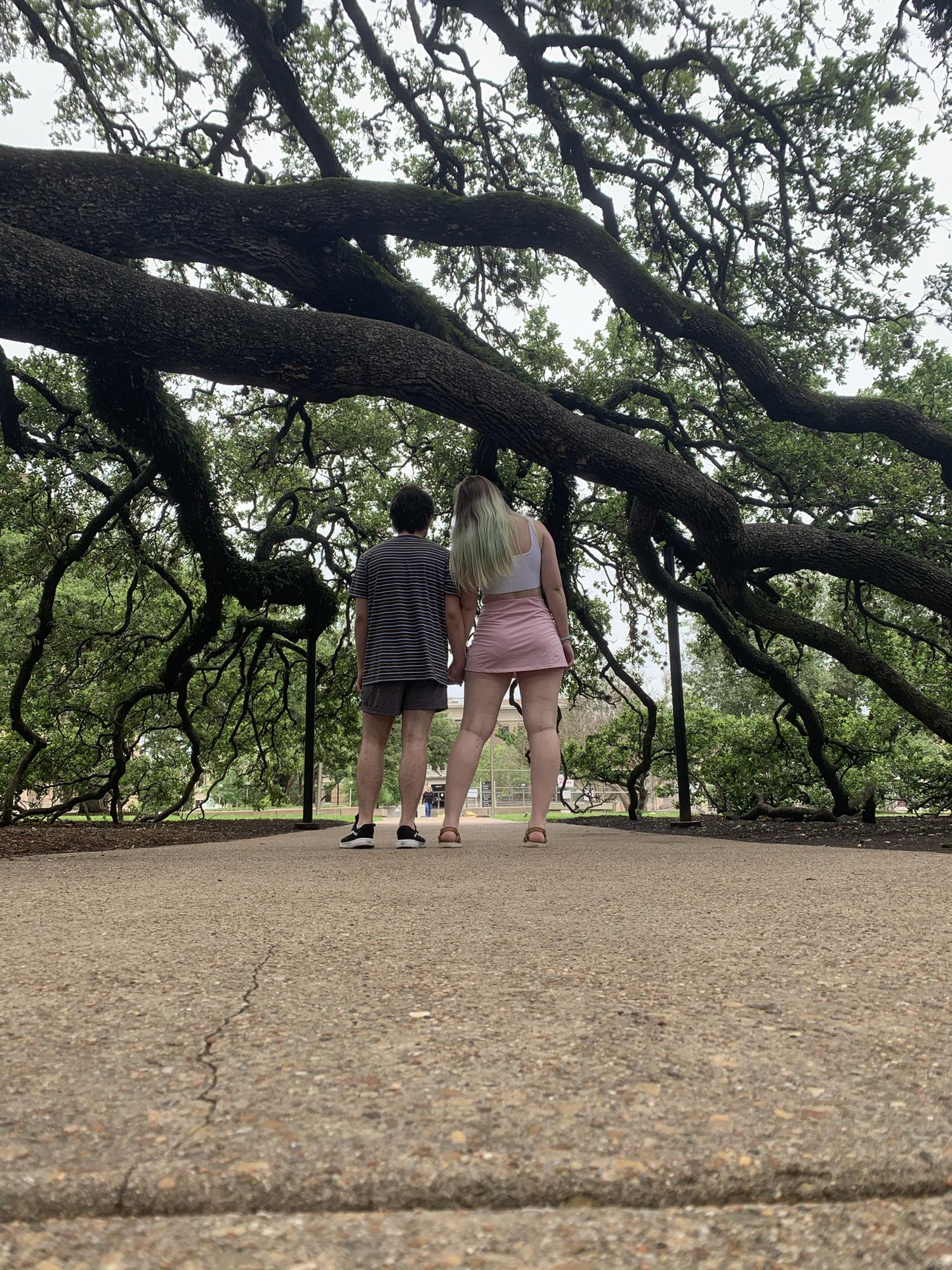 Under the Century Tree