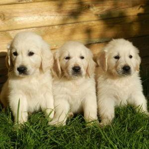 Dog Fund