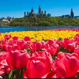 Canadian Tulip Festival