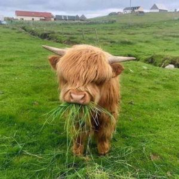 Highland Coo (Cow) Tour