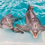 Clearwater Marine Aquarium