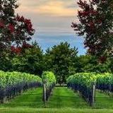 Williamsburg Winery