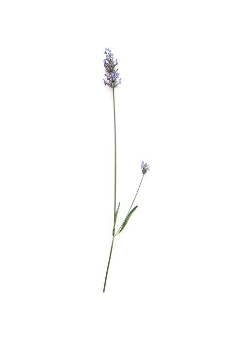 The Wedding Website of Berkeley Kooiman and Dylan Stancer