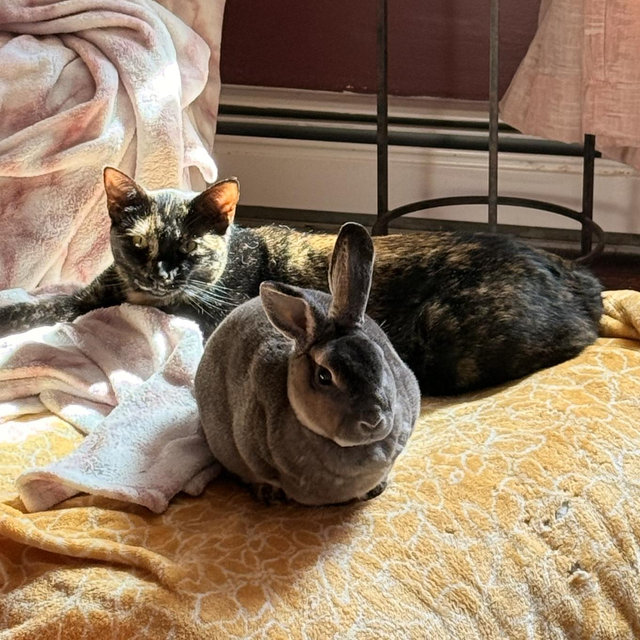 Pet Toy Fund
