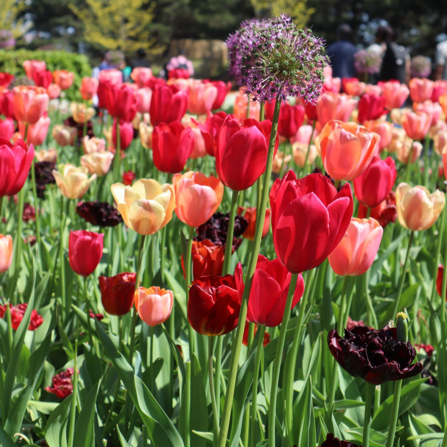 A romantic walk through tulip gardens near Amsterdam!