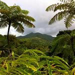 El Yunque National Forest