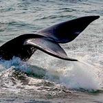 7 Seas Whale Watch