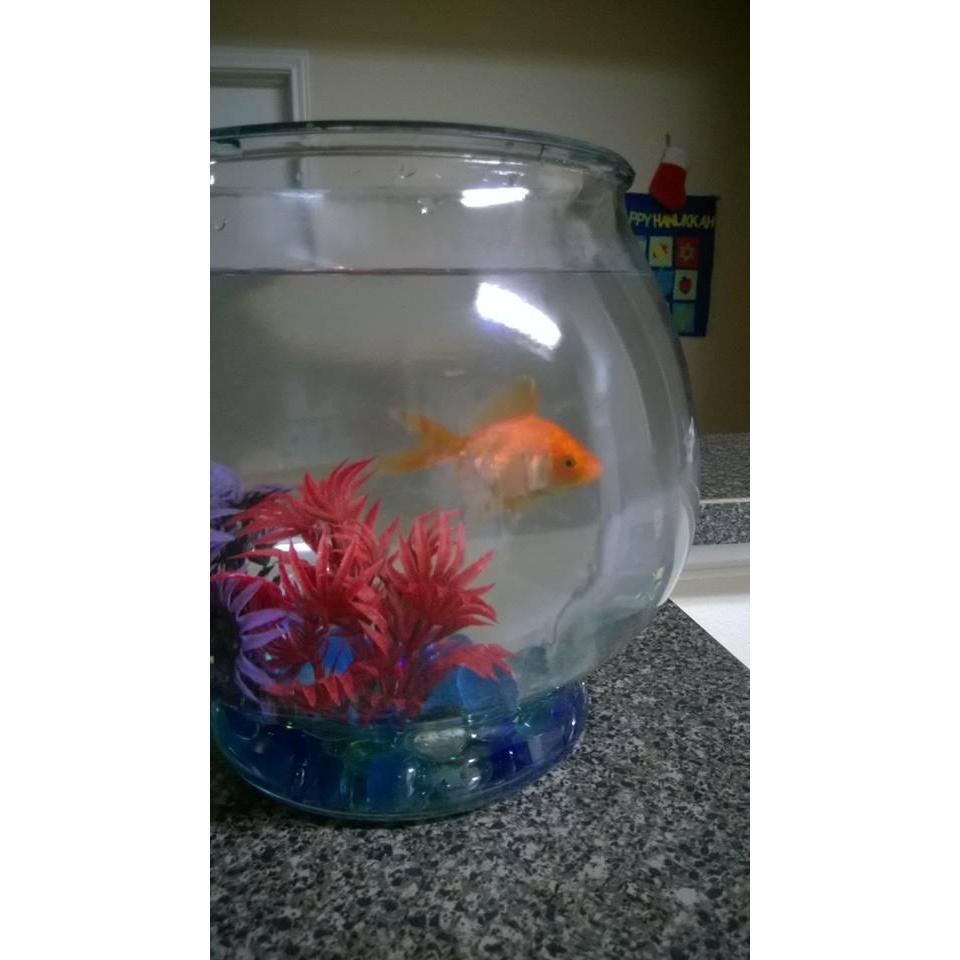 Stuart! She was Caleb's and I's first ever pet together! RIP