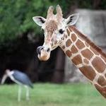 Cameron Park Zoo