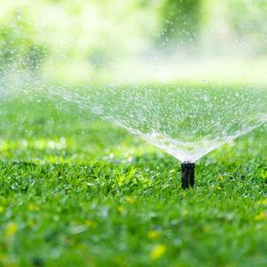 Backyard Irrigation/Remodel Fund
