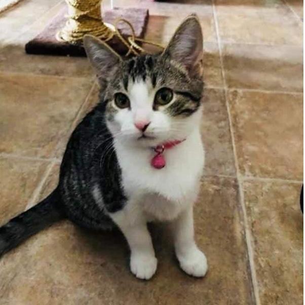 This is Katrina. She's about 2 years old now. I rescued her and I'm thankful I did.