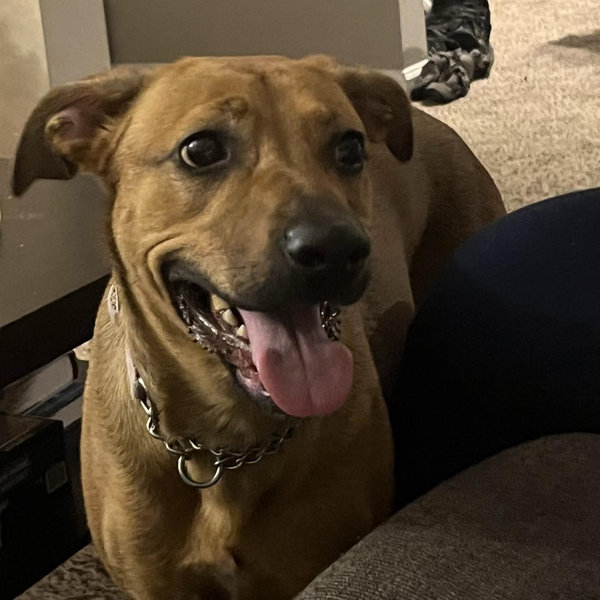 Nala Treat Fund