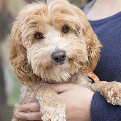 Best Friends Animal Society-- Your gift today helps save more lives