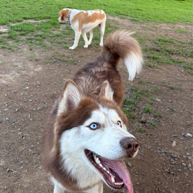 Dog walking for the year