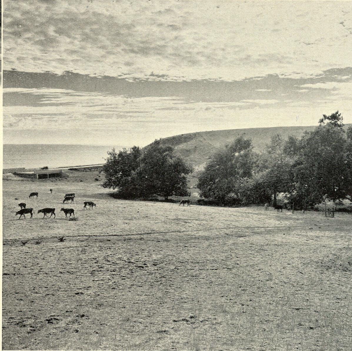 Cattle grazing on Rancho Malibu, ca. 1938