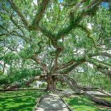 Treaty Oak Park