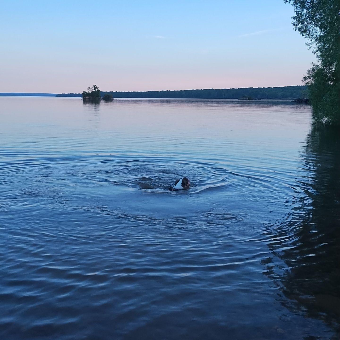 It's dang near impossible getting Clover out of the lake, she is more fish than dog.