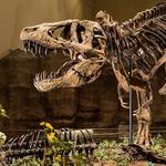 Carnegie Museum of Natural History