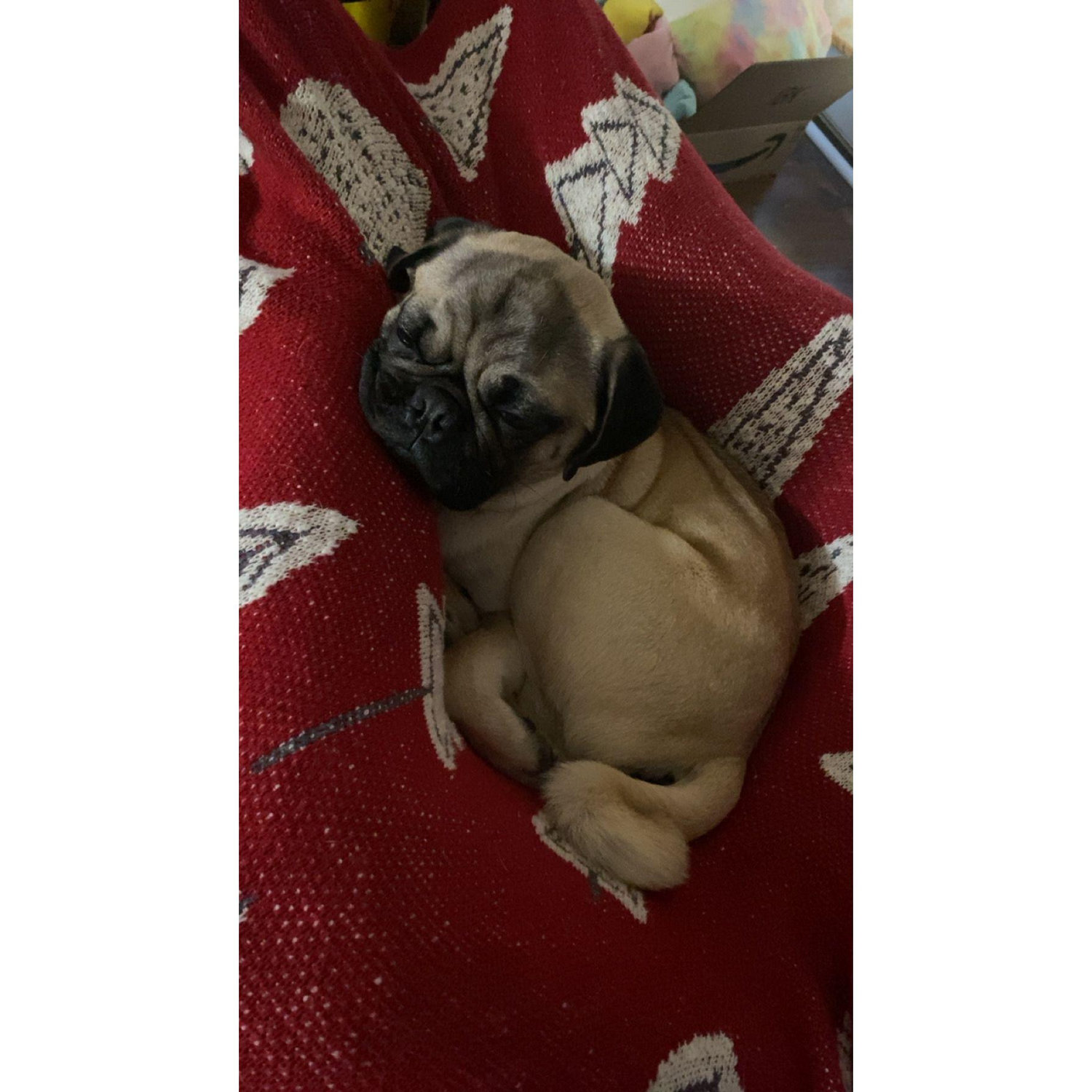 We got a potato pug and named him Norman