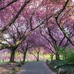 Brooklyn Botanic Garden