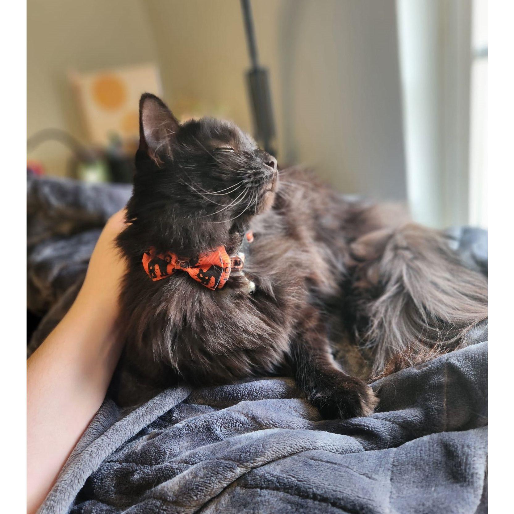 Our happy kitten, Cleo, sporting a festive collar - Halloween 2022