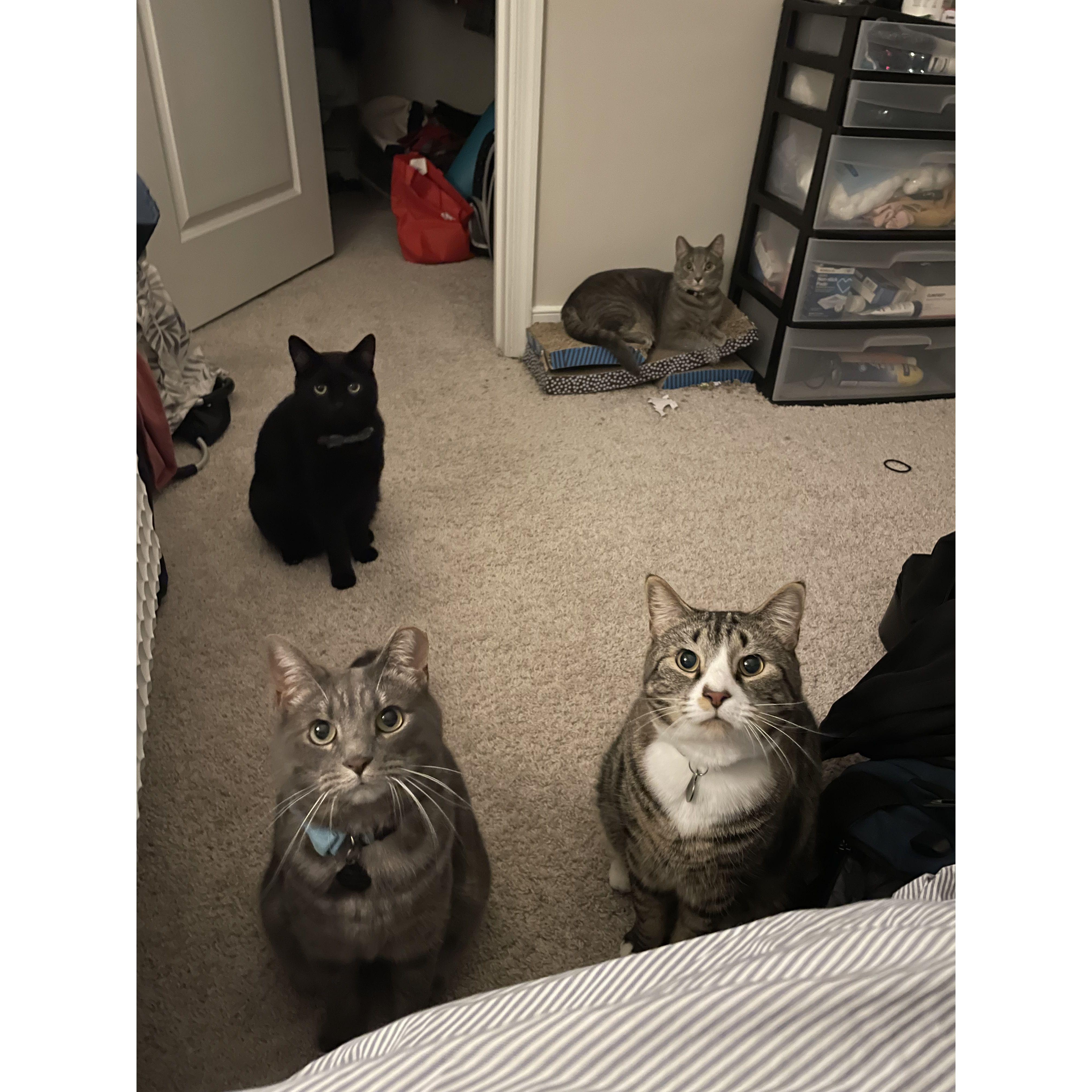 Our four fur babies: Ollie (black cat top left), Storm (gray cat top right), Charlie (gray cat bottom left) and Sam (brown cat bottom right)