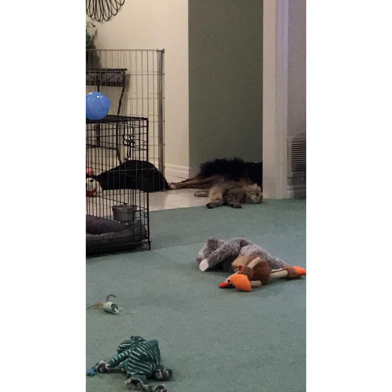 Our pets showing how we felt on Thanksgiving Day during 4th year of grad school.