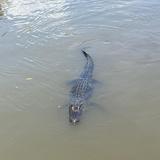 Cajun Encounters Tours