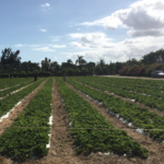 Knaus Berry Farm