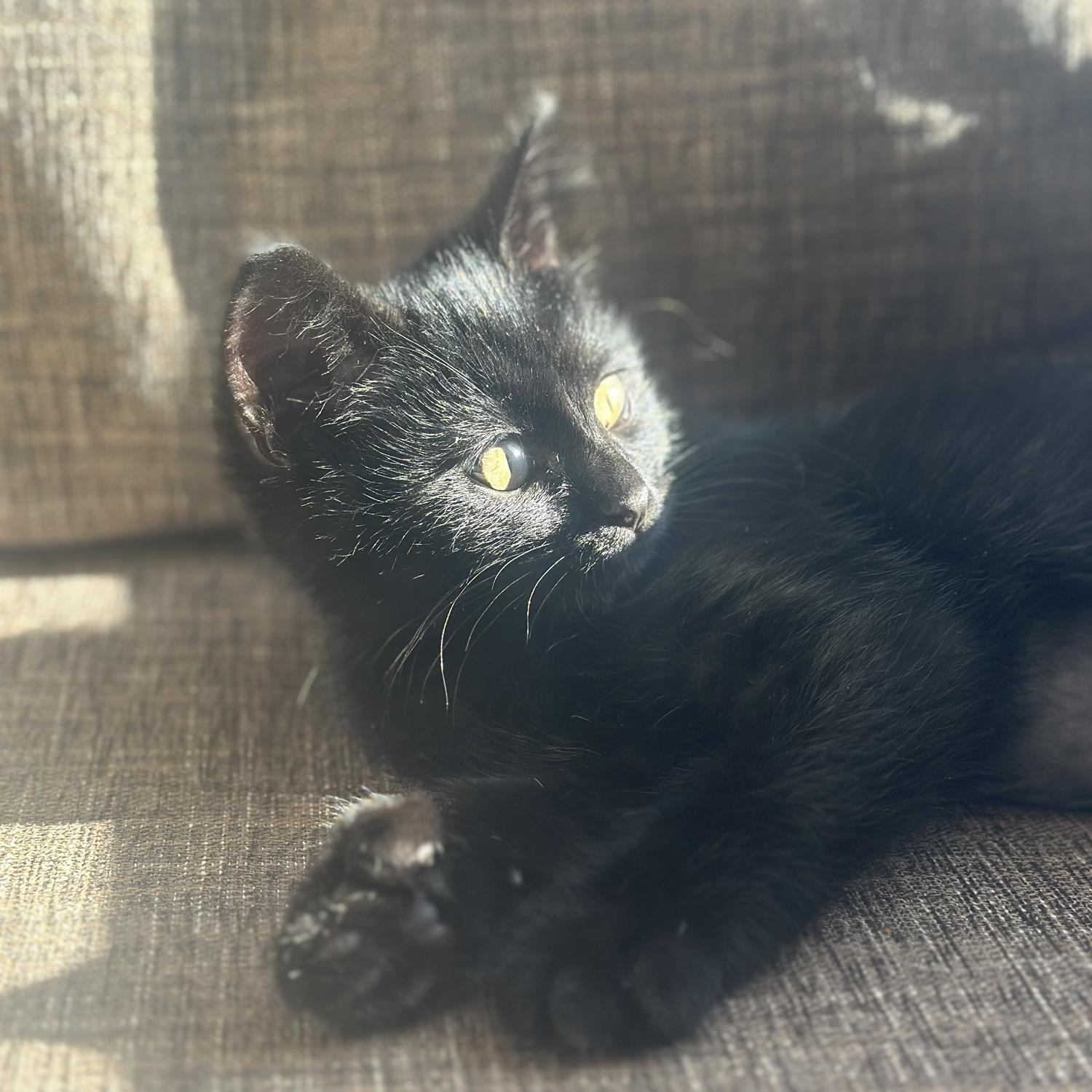 Our kitten Betty