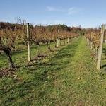 Cascia Vineyards & Winery