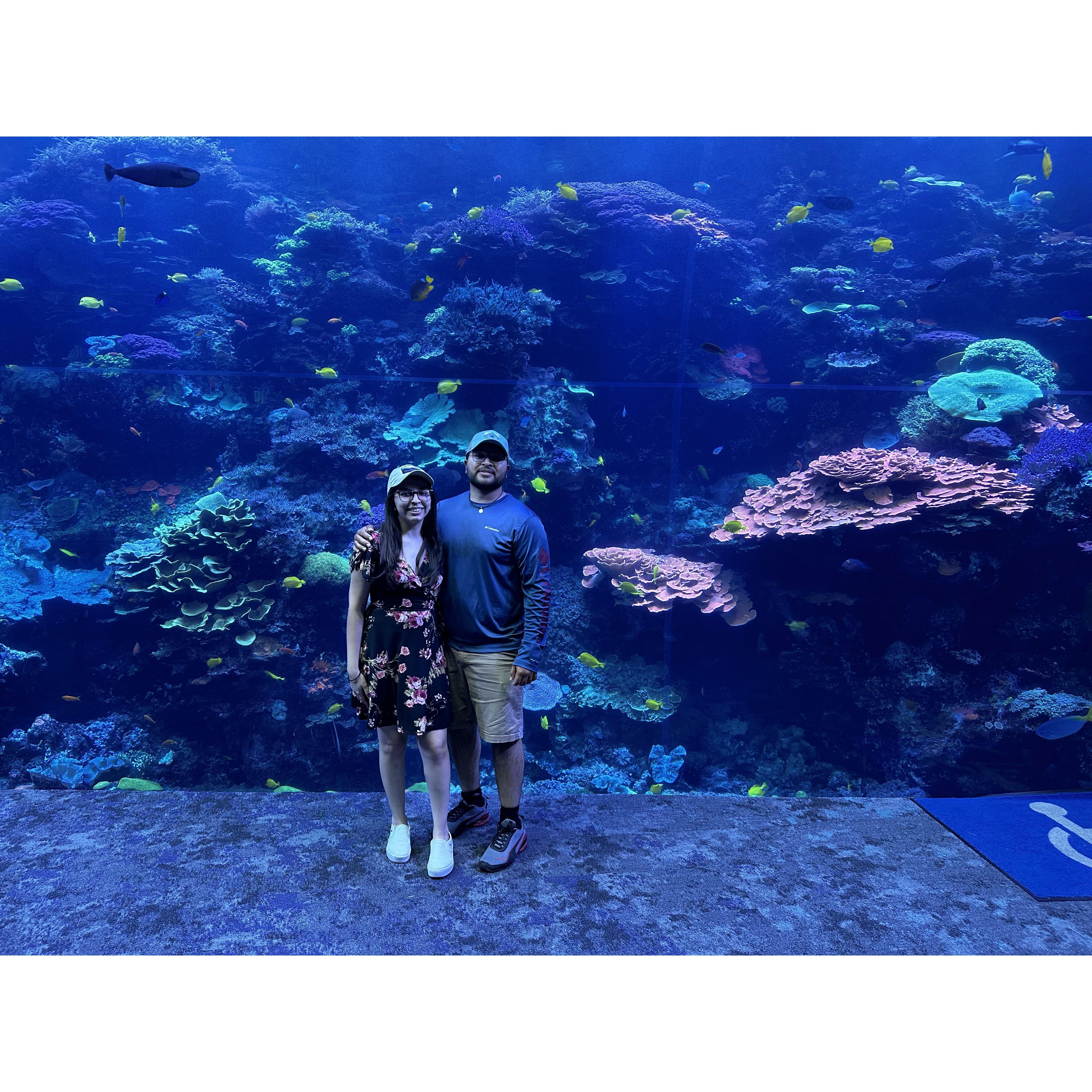 The Georgia aquarium