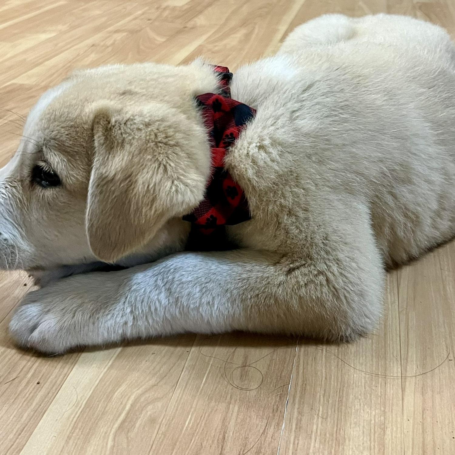 Our sweet baby Bear’s first Christmas